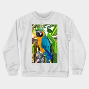 Macaw Parrot Yellow And Blue Bird Crewneck Sweatshirt